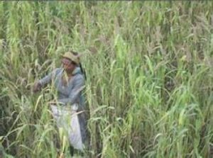 ବିଲସୁଆ /ଜାଡ଼ି ( Barnyard Millet)