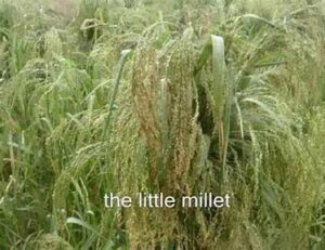 ସୁଆଁ/ଗୁଲୁଜି/ଖୋସଲା/ଚାନ୍ଦୁଲି (Little Millet)