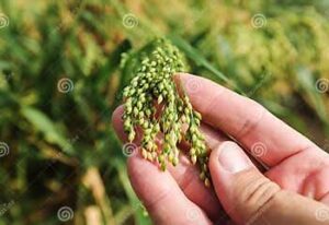 ଚିନା / ପ୍ରୋଷୋ (Common Millet / Proso Millet )