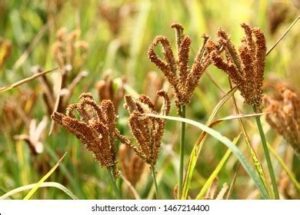 ମାଣ୍ଡିଆଚାଷ (Millet Cultivation)