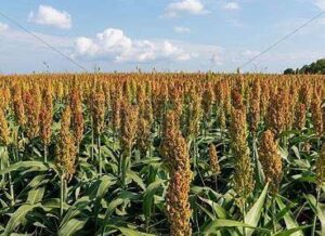 Great Millet / Sorghum (ଜୋଆର)