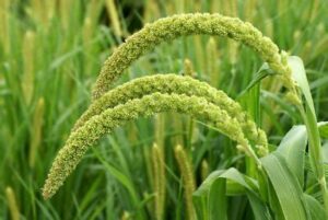 କାଙ୍ଗୁ /କାଙ୍ଗାର୍ମ (Foxtail Millet/Italian Millet/German Millet )