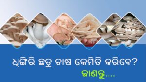 ଧିଙ୍ଗିରି ଛତୁ ଚାଷ (Oyster Mushroom)