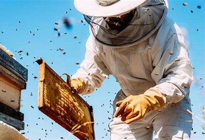 Honey beekeeping