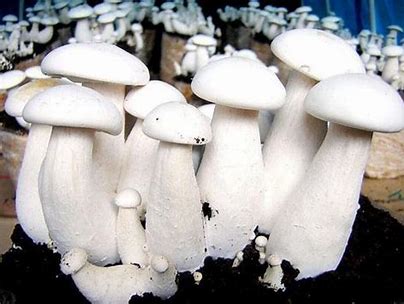 Milky Mushroom