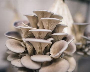 Oyster Mushroom