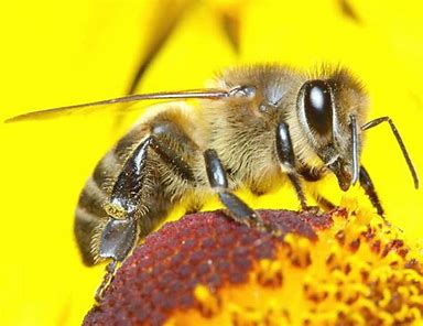 Worker honey bee