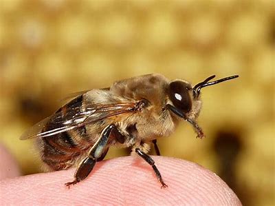 male honey bee