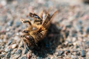 ମହୁମାଛିମାନଙ୍କର ରୋଗ (Disease of Honey bees)