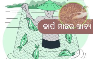 କାର୍ପ ମାଛର ଖାଦ୍ୟ