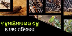 ମହୁମାଛିମାନଙ୍କର ଶତ୍ରୁ ଓ ତାର ପରିଚାଳନା