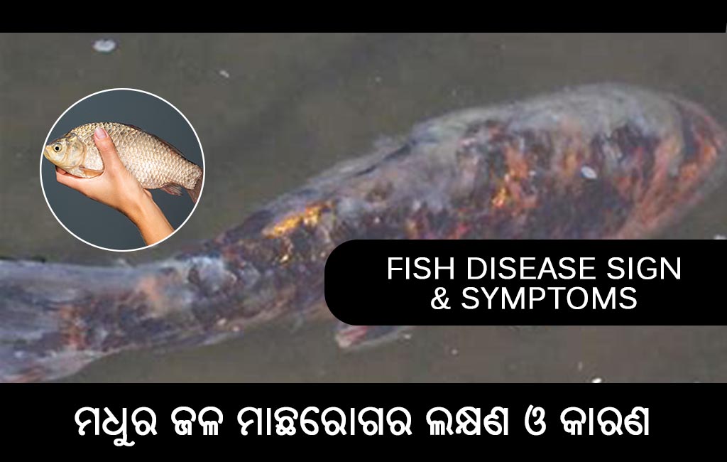 Fish disease sign and symptoms 