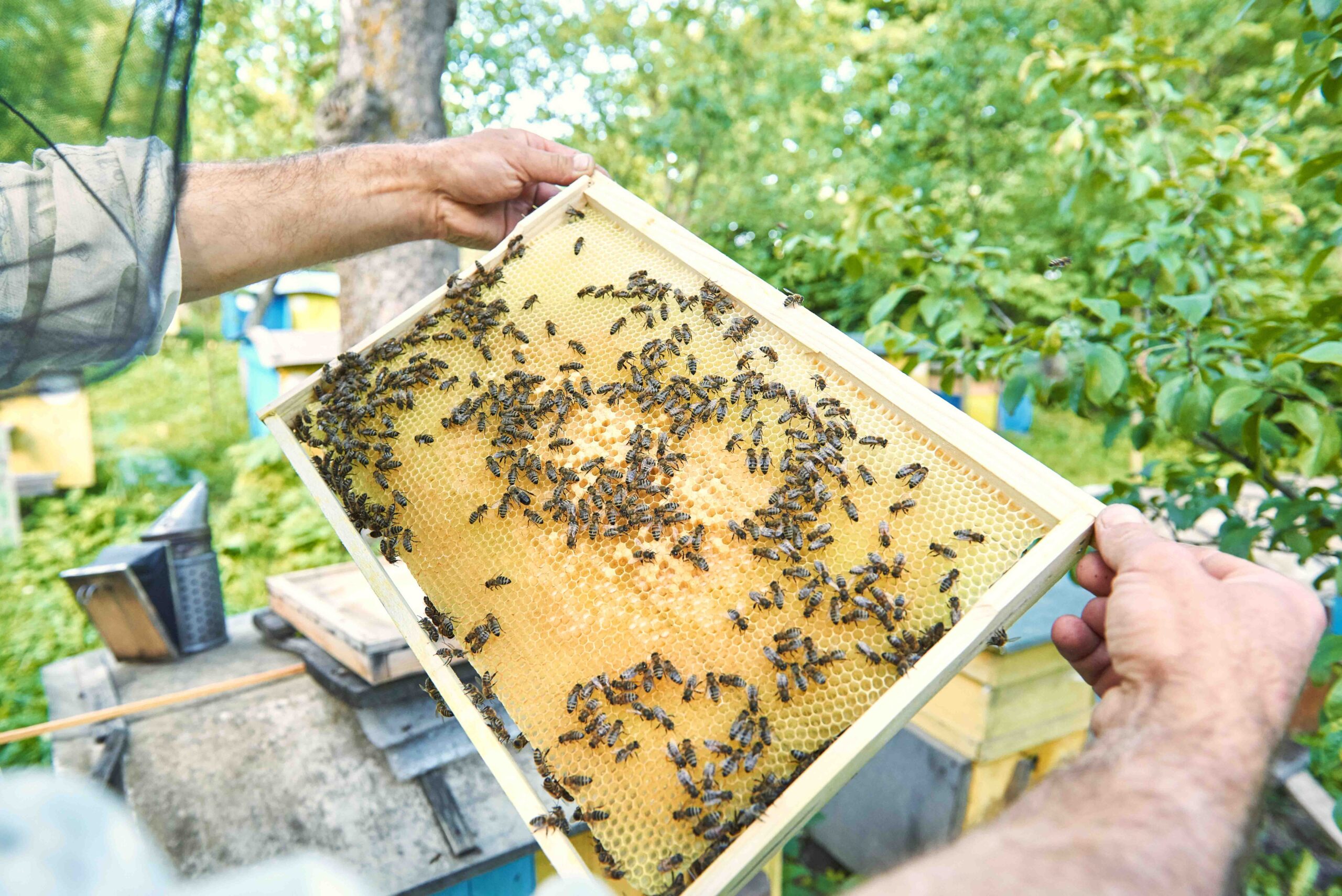 Honeybee Management