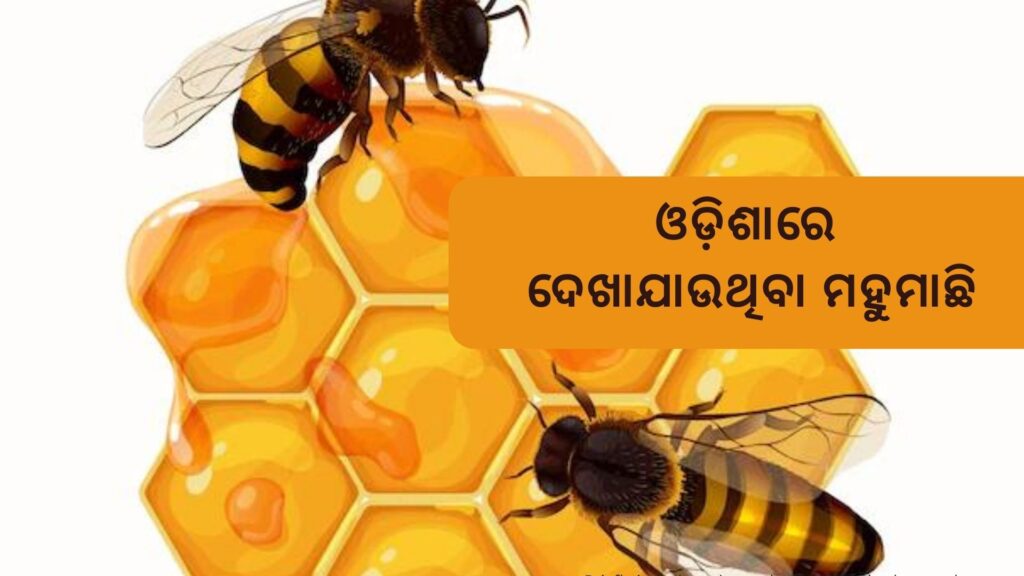 Types of Honey bee