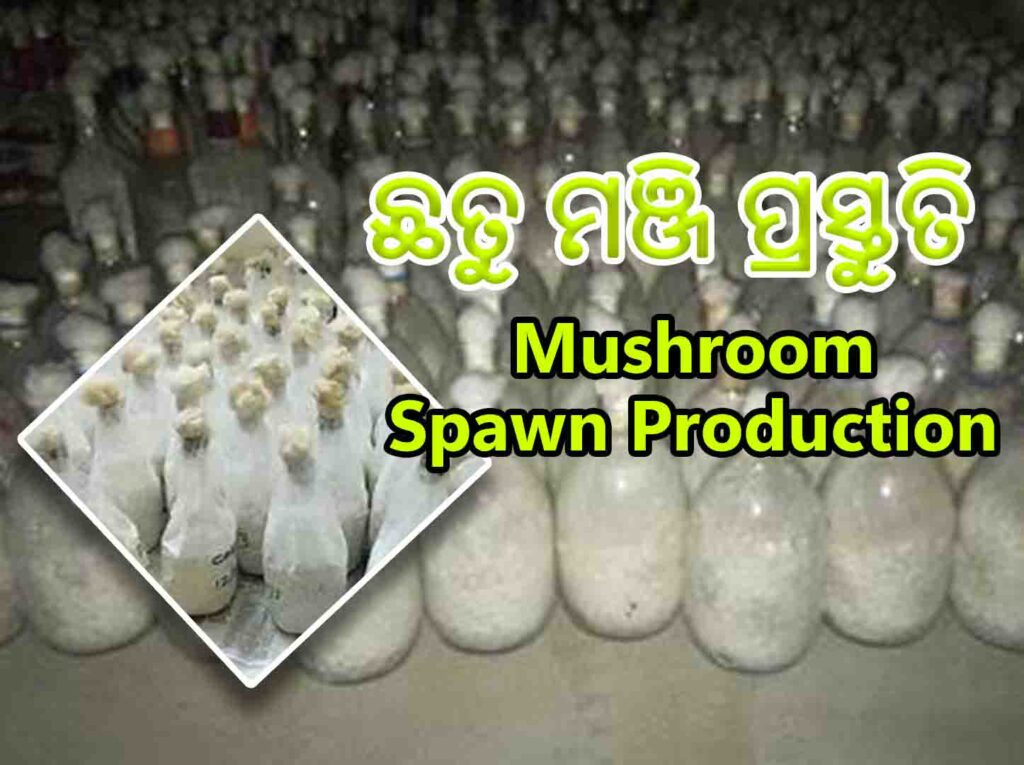 Mushroom Spawn Production