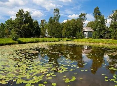 Pond cleaning