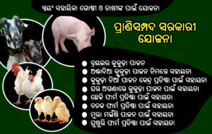 ପ୍ରାଣି ସମ୍ପଦ ସରକାରୀ ଯୋଜନା