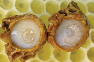 Royal Jelly