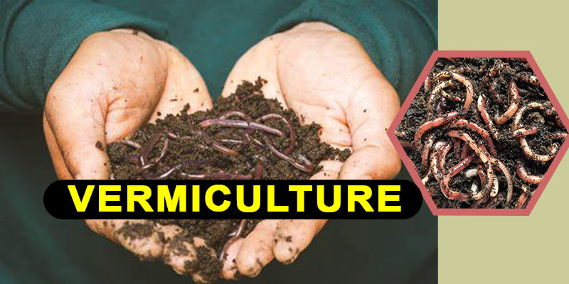 Vermiculture